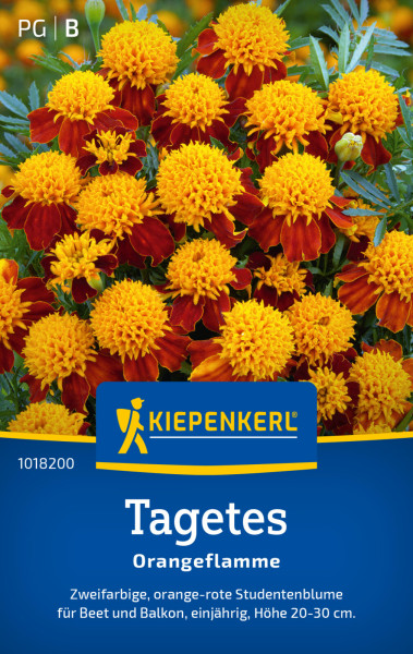 Kiepenkerl Tagetes Orangeflamme