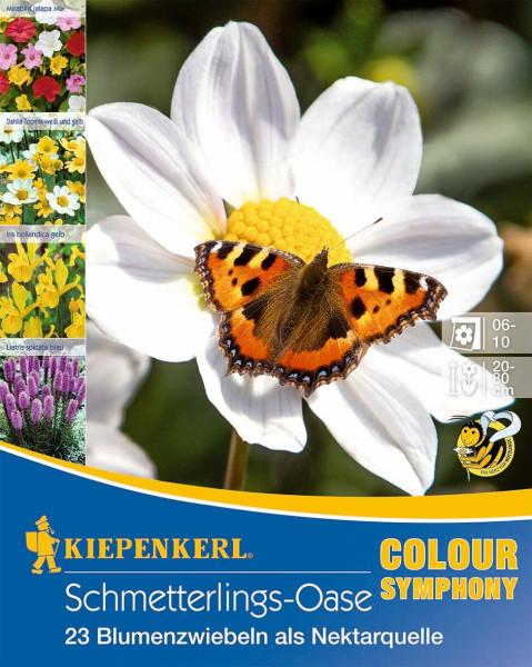 Produktbild von Kiepenkerl Schmetterlingsoase mit 23 Blumenzwiebeln als Nektarquelle, einem Schmetterling auf einer Blüte und Beispielfotos verschiedener Blumen.