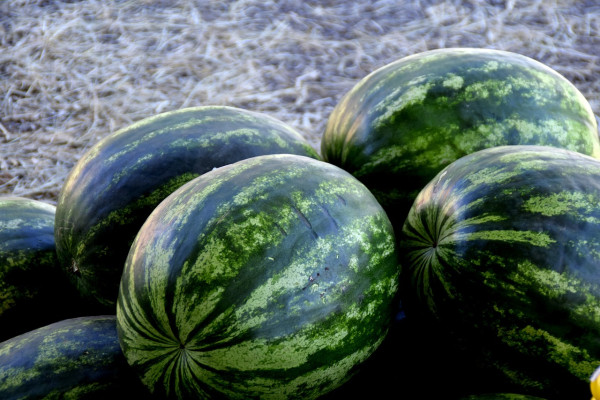 watermelon-1077677_1280