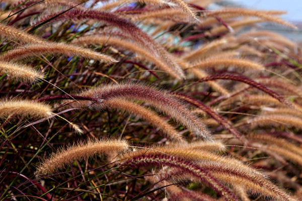 foxtail-grass-8050497_1920