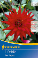 Kiepenkerl Grünlaubige Beetdahlie Red Pygmy