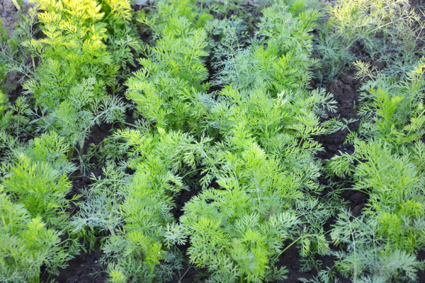 2400-dill-young-dill-bushes-grow-in-the-garden-bed