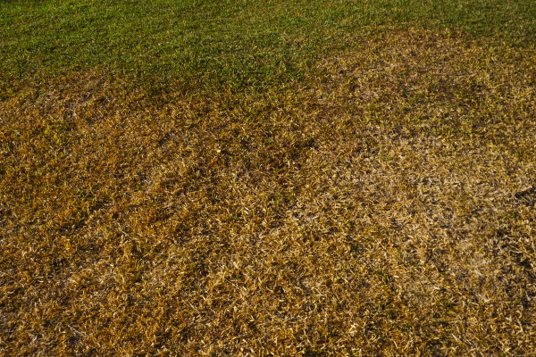large-texture-of-dry-grass-and-green-grass-suitable-for-background