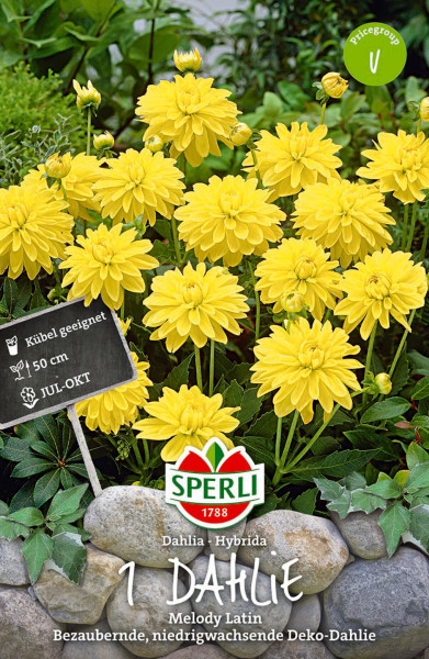 Produktbild von Sperli Dahlie Melody Latin mit gelben Blumen und Informationen zur Pflanze sowie dem Sperli Logo und Preisgruppenhinweis.