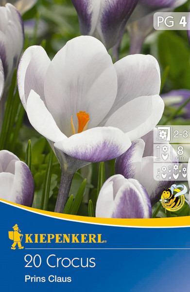 Produktbild von Kiepenkerl Botanischer Krokus Prins Claus mit Darstellung der lila-weißen Blüten und Verpackungsinformationen