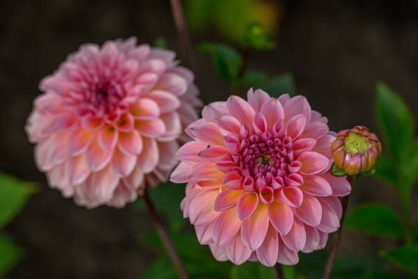 large-summer-time-in-the-german-westphalia