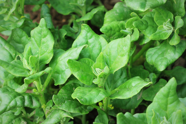 2400-tetragonia-tetragonioides-new-zealand-spinach-growing-in-garden