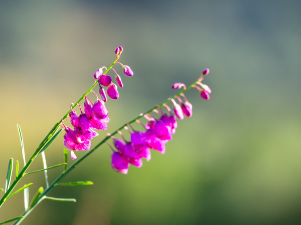 2400-close-up-pf-pink-flowers