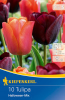 Kiepenkerl Triumph-Tulpe Halloween Mischung