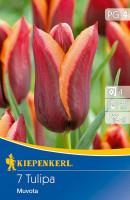 Kiepenkerl Triumph-Tulpe Muvota