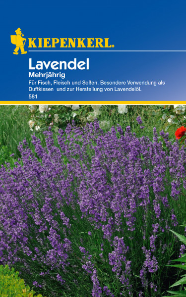 Lavendel, mehrjährig