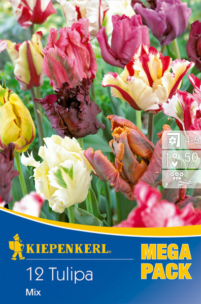 Produktbild von Kiepenkerl Mega-Pack mit Papagei Tulpen Mischung, darstellend verschiedene Tulpen in bunten Farben vor einer Verpackung mit Markenlogo und Produktinformationen.