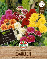 Sperli Dahlie Gallery Mix