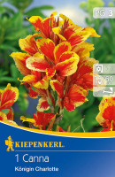 Kiepenkerl Blumenrohr Königin Charlotte