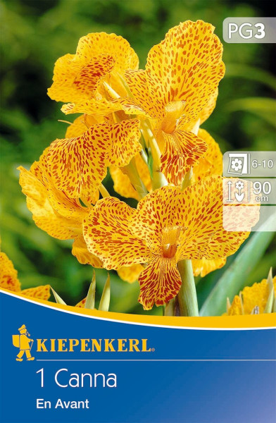 Produktbild von Kiepenkerl Blumenrohr En Avant mit gelben Blüten mit roten Sprenkeln und Verpackungsinformationen.