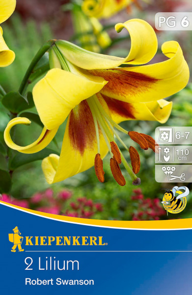 Produktbild von Kiepenkerl Lilie Robert Swanson mit gelben Blüten und Produktinformationen auf der Verpackung.