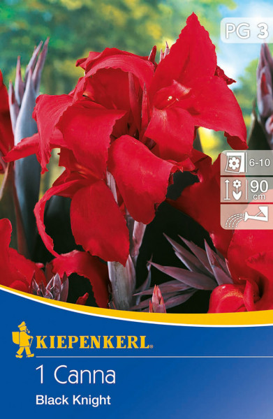 Produktbild von Kiepenkerl Blumenrohr Black Knight Verpackung mit Abbildung der roten Blüten, Pflanzanleitung und Logo.