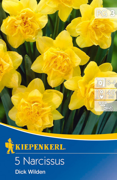Produktbild von Kiepenkerl Narzisse Dick Wilden mit gelben Blüten und Verpackungsinformationen wie Pflanzanleitung und Wuchshöhe.