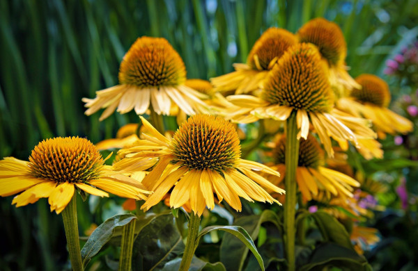 coneflower-8168628_1920