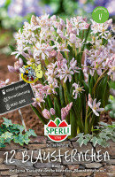 Sperli Zweiblättriger Blaustern Rosea