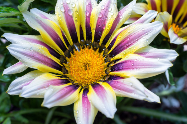 midday-flower-3433990_1920-1