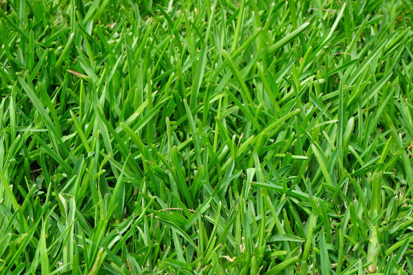 grass-375586_1920-1