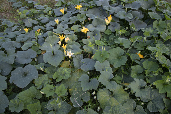 2400-green-organic-vegetable-sweet-pumpkin-plantation-in-the-garden