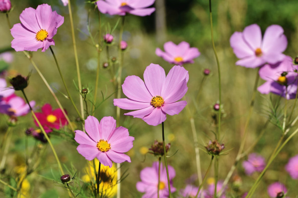 cosmea-6602671_1920