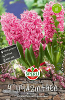 Sperli Hyazinthe Pink Pearl