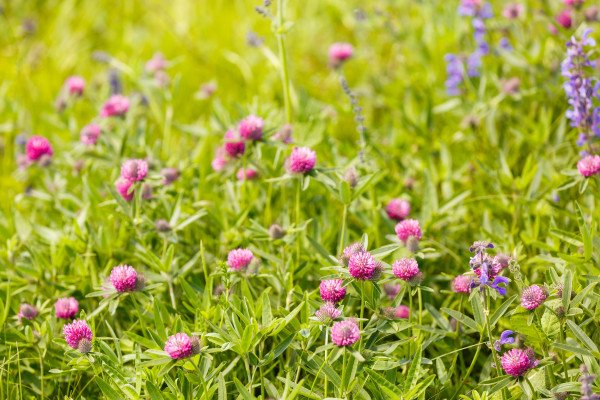 2400-clover-field-trees-and-stormy-sky