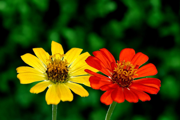 zinnias-6547546_1280