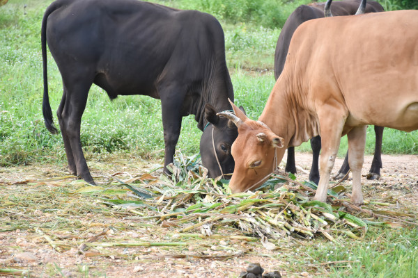 large-domestic-cows-are-eating-corn-plants-and-fresh-grass-pile-which-their-owner-put-them-on-the-ground