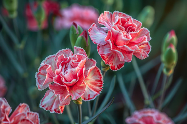 2400-ai-generated-variegated-red-and-white-carnations
