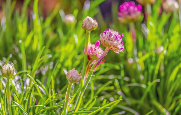 chives-4051296_1280