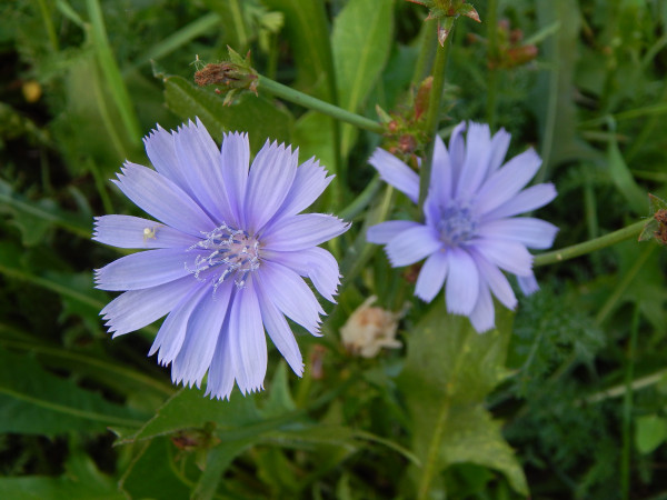 2400-flowers-beautiful-and-plants-in-the-garden-for-background