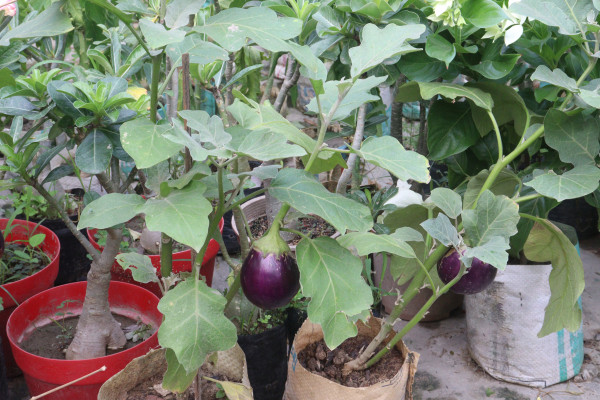 2400-brinjal-plants-in-the-farm-for-harvesting