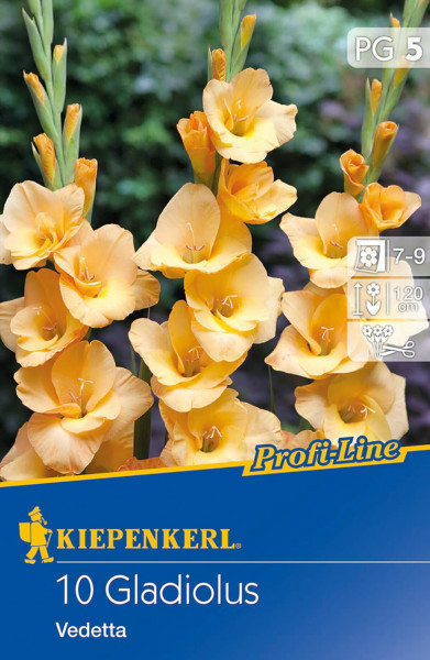 Produktbild von Kiepenkerl Großblumige Gladiole Vedetta mit Abbildung gelber Blumen und Informationen zu Blütezeit und Wuchshöhe auf der Verpackung.