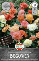 Sperli Begonie Pastel Mischung