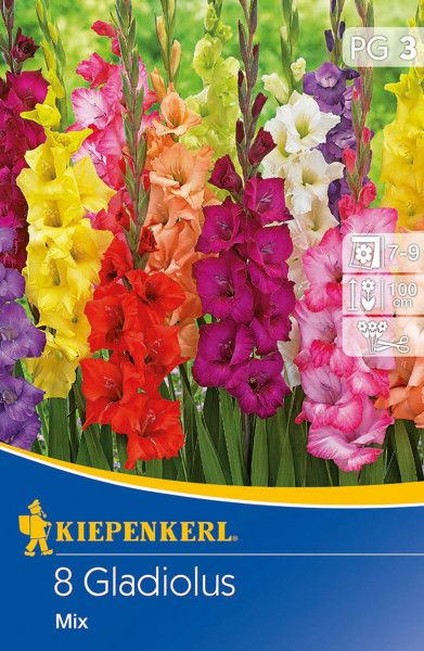 Produktbild von Kiepenkerl Großblumige Gladiole Holländische Mischung mit bunten Gladiolenblüten und Verpackungsinformationen.