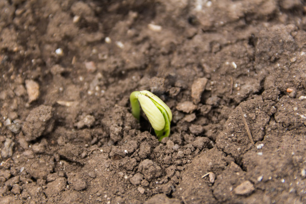 2400-close-up-detail-of-seeds-germinating-in-spring-and-autumn-germination-concept