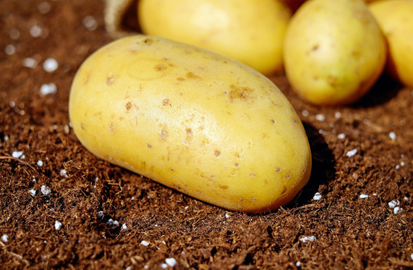 potatoes-1585057_1920