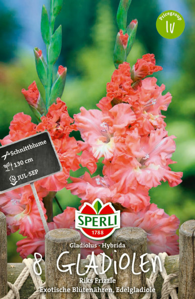 Produktbild von Sperli Gladiole Riks Frizzle mit Darstellung der rosafarbenen Blüten, Verpackungsdesign und Informationen wie Schnittblume, Blütezeit und Wuchshöhe.