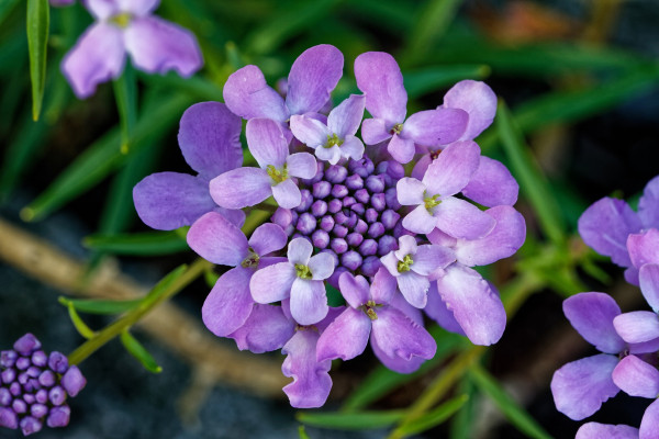 candytuft-2403203_1920