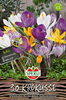 Sperli Maxi Gartenkrokus Mix