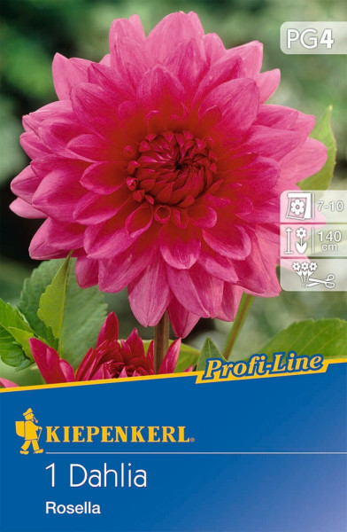 Produktbild von Kiepenkerl Dekorative Dahlie Rosella mit einer Nahaufnahme der pinkfarbenen Blüte und Verpackungsinformationen zur Pflanze.