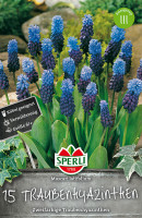 Sperli Breitblättrige Traubenhyazinthe