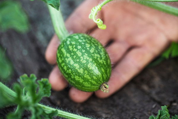 2400-watermelon-sprout-with-small-berry-in-a-man-s-hand
