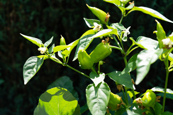 2400-fresh-and-spicy-red-hot-chilli-pepper