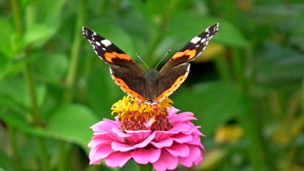 butterfly-4763383_1280