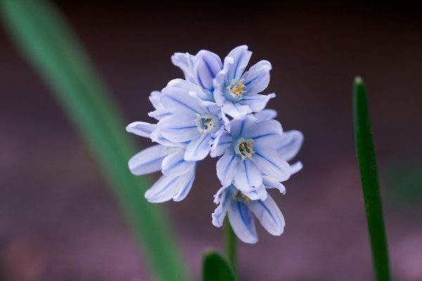 large-scylla-siberian-closeup-little-blue-flowers-white-blue-snowdrops-natural-background-1